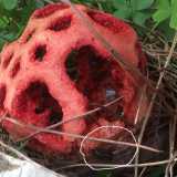 Un fungo alieno in giardino